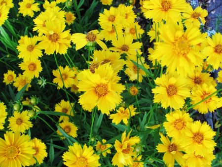 4月4日洛阳牡丹花情预告：露地天然花期早开种类连续敞开